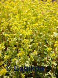 Image result for Alchemilla microbetula