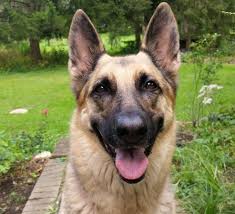 Lump(s) detectable in the abdomen. Hemangiosarcoma In Dogs An Aggressive Blood Vessel Cancer Veterinary Emergency Critical Care