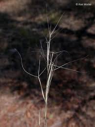 Image result for Aristida diminuta