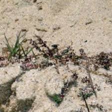 Image result for Zygophlebia villosissima