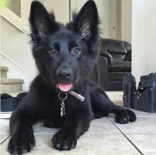 Adopt joel a black german shepherd dog / labrador retriever / mixed dog in. Images Of Black German Shepherd Puppies Pets Lovers