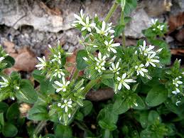 Image result for Cerastium glomeratum