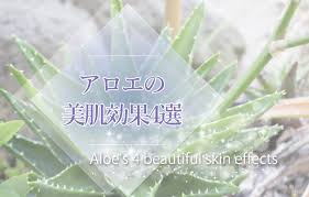 研究で解明 アロエの美肌効果4選 シミやニキビ跡にもアロエが効くって知ってた Melc メルク