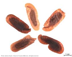 Image result for Newtonia hildebrandtii