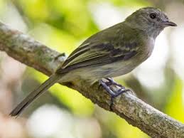 Image result for Gleichenia elongata