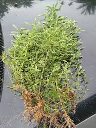 Bunga dukung anak muncul bersendirian di bawah daun. Hot Pokok Dukung Anak Ikhtiar Hamil Shopee Malaysia