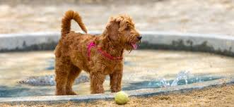 We typically get a variety of color from light to dark apricot in these litters. Teacup Toy Or Mini Goldendoodle Size Weight And Care