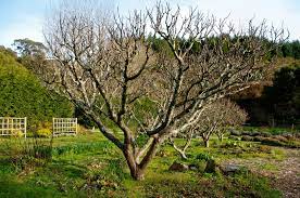Some of the links on this page will be affiliate links that take you over to bonsai boy of new york (paid link) and if you make a purchase i earn a small commission, this never affects how much. Trees That Make The Best Neighbors The New York Times