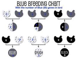 Diagrams Poultry Parts Charts And Lots Of Reading Updated