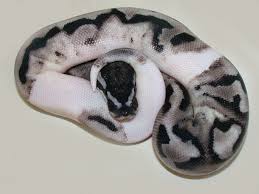 Axanthic Black And White Ball Python Lightning Pied Morph List World Of Ball Pythons Pet Snake Ball Python Cute Snake