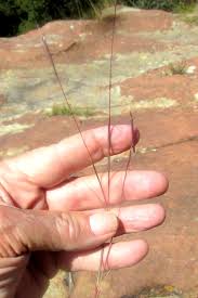 Image result for Schizachyrium sanguineum