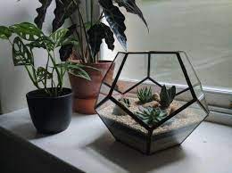 However, those dainty leaflets will thrive in a terrarium, surrounded in moist air. We Create Bespoke Terrariums Specifically Made For You Choose From Cacti And Succulents Or Mosses And Ferns We Aim Terrarium Cacti And Succulents Succulents