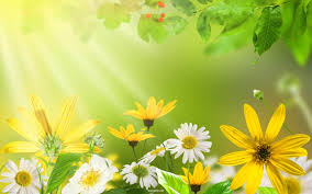 Welcome to the lovely flowers group. Fairy Background Google Search Lovely Flowers Wallpaper Flower Phone Wallpaper Facebook Cover