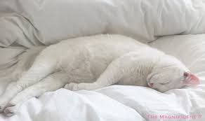 Pin By Luna Meyer On Cats Cats And More Kitties Cats Cat Nap White Cats