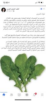 فوائد الجرجير Plant Leaves Plants Leaves