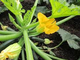 Dec 17, 2018 · zucchini grow on bushy plants that produce male and female flowers. How To Pollinate Zucchini Zucchini Blooms But No Fruit Hgtv
