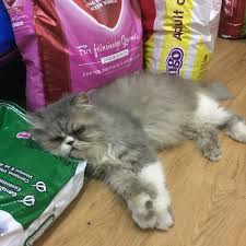 Veterinary care, point of interest, establishment address: Klinik Haiwan As Encovet Alor Star Kedah