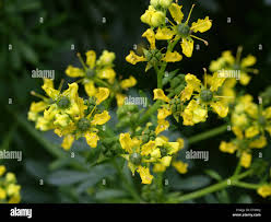 Image result for Rutaceae