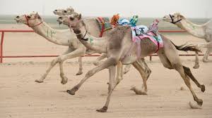Their strength and endurance have served in trade and in war. Dubai Camel Races Resume With Robot Riders