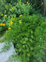 Image result for Asparagus racemosus