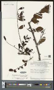 Image result for Agelanthus brunneus