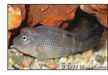 Also known as the humphead cichlid, lionhead cichlid or blockhead cichlid. 9 Buffalo Head Cichlids Ideas Cichlids African Cichlids Fish Tank