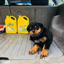 Find female rottweilers for sale on oodle classifieds. Rottweiler Puppies For Sale Lagos Jumia Deals