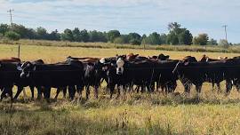 Feeder, Beef Replacement & Small Animal Sale