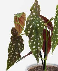 Signs of overwatering your plants. Why Are My Begonia S Leaves Turning Yellow Bloomscape