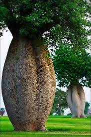 The Toborochi Tree Unique Trees Beautiful Tree Nature Tree