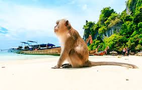 Bangkok thailand, thailand, thailand honeymoon, bangkok thailand things to do, chiang mai thailand phuket thailand, vacation thailand, phuket thailand travel phuket thailand beach, krabi thailand. Yachtcharter Thailand Segelyachten Und Katamarane Ab Phuket