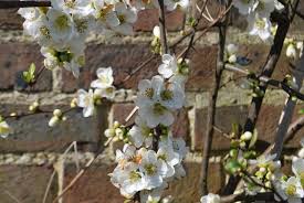 A wide variety of the quince options are available to you, such as taste, preservation process, and cultivation type. Chaenomeles Nivalis Garden Plants For Sale Uk Letsgoplanting Co Uk