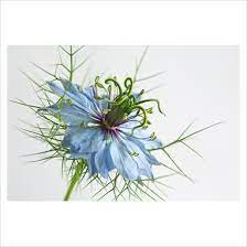 Garden Plant Picture Library Nigella Damascena Love In A Mist Gap Photos Specialising In Horticultural Plant Pictures Flower Drawing Flower Pictures