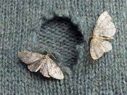 Do all moths eat clothes? How To Get Rid Of Moths In The House Best Way To Kill Pantry And Clothes Moths