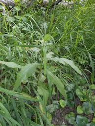 Image result for Ageratinastrum palustre