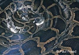 These are all the same snake but have a different colour and pattern, they do not change the behaviour or temperament of the snake. Python Bivittatus The Reptile Database