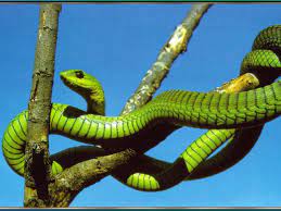 The Most Dangerous Snakes In The World Poisonous Snakes South African Animals Deadly Animals