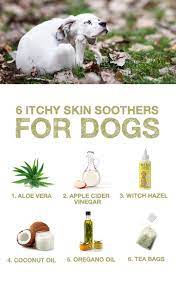 Pin On Honest Kitchen Blog Posts