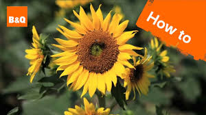 How often should i water my already grown potted sunflowers? How To Grow Harvest Sunflowers Youtube