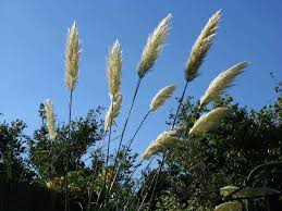 Herein, is it easy to grow pampas grass from seed? 16 Easy Tips To Successfully Grow Pampas Grass Happy Diy Home