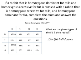 A cross that shows the possible offspring for two traits trait one trait two coat texture: Dihybrid Cross Review Ppt Download