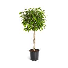 Image result for Ficus barteri