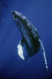 humpback whale megaptera novaeangliae friendly singer maui hawaii by flip nicklin whale humpback whale ocean animals