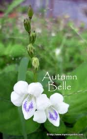 Image result for Asystasia intrusa