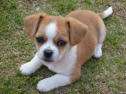 A purebred shih tzu puppy usually costs between $500 and $1,000 while a purebred shih tzus are a little better with children, but they too need to be handled with care. Chihuahua Puppies Cute Dogs Breeds Puppies