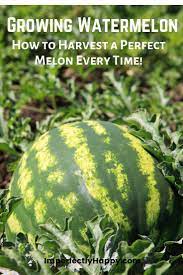 Harvesting Watermelon The Imperfectly Happy Home How To Grow Watermelon Growing Vegetables Fall Garden Vegetables