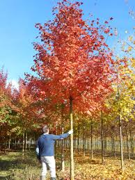 This sometimes occurs in the wild, but in this case the cross pollination. Acer Pacific Sunset Tige Tuin Platanen Acer