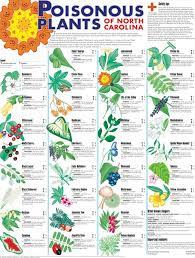 Pin On Poisonous Plants