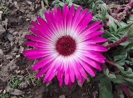 Image result for Aizoaceae