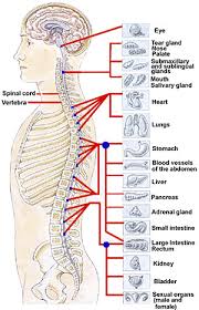 Know Thyself The Back Muscles Craniosacral Therapy Massage Therapy Reflexology